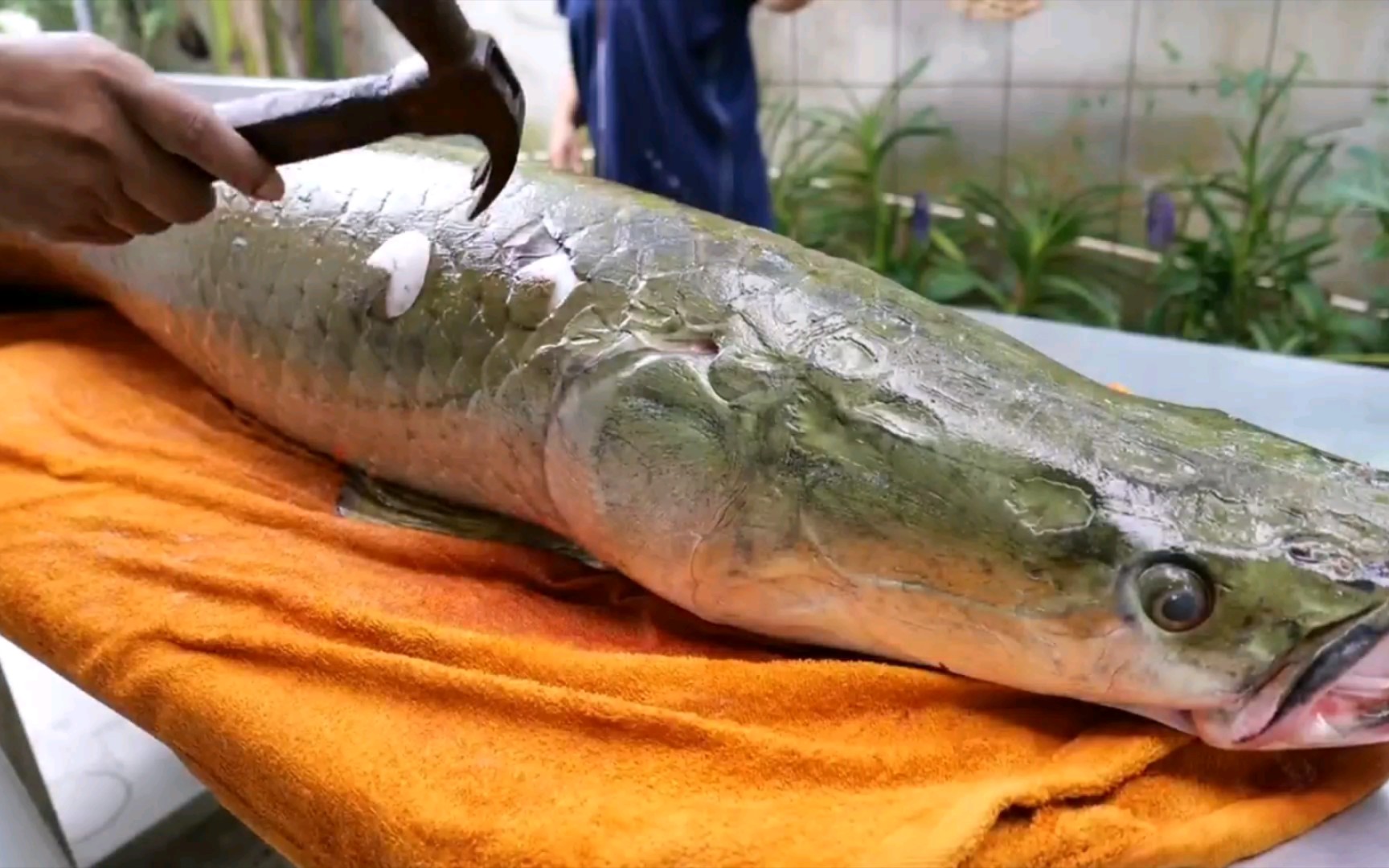 泰國美食–酸橘汁醃巨骨舌魚