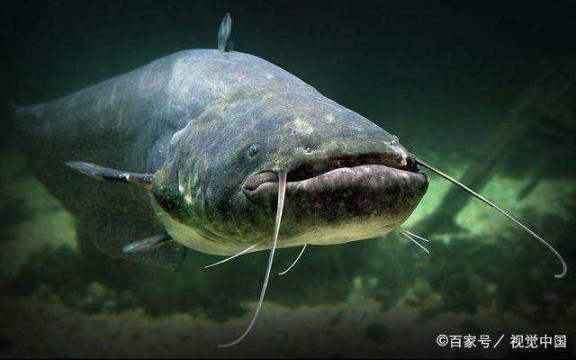 把一條鯰魚放進 18條食人魚的魚缸裡 都是食肉類 看誰是淡水中的王者