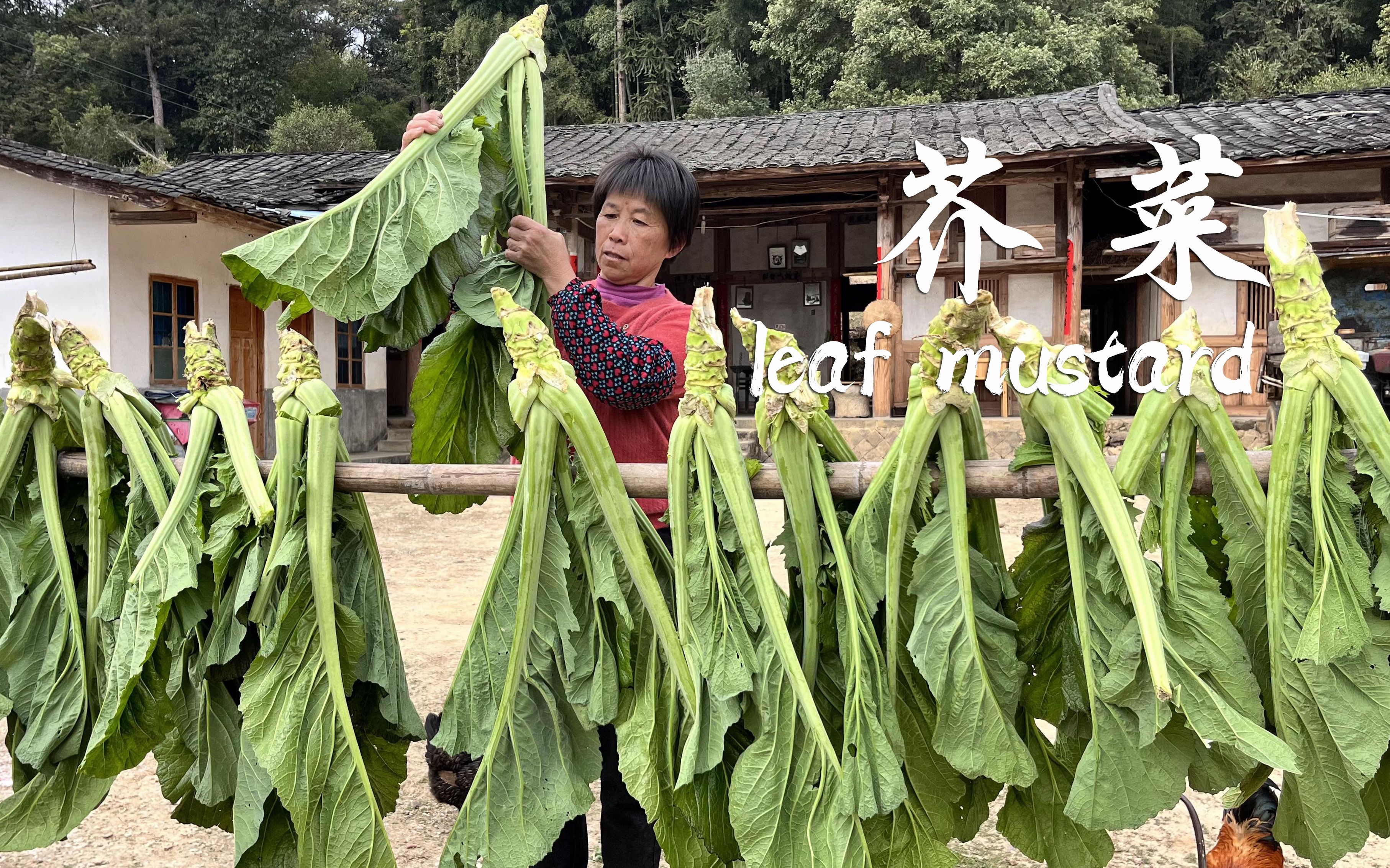 芥菜长得又高又粗,整颗菜都能吃,阿嬷做3道美味清甜鲜美哔哩哔哩bilibili