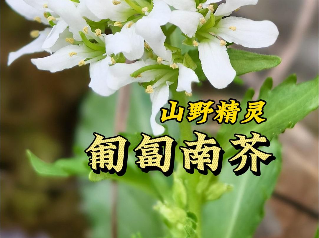 匍匐南芥,山野精灵哔哩哔哩bilibili