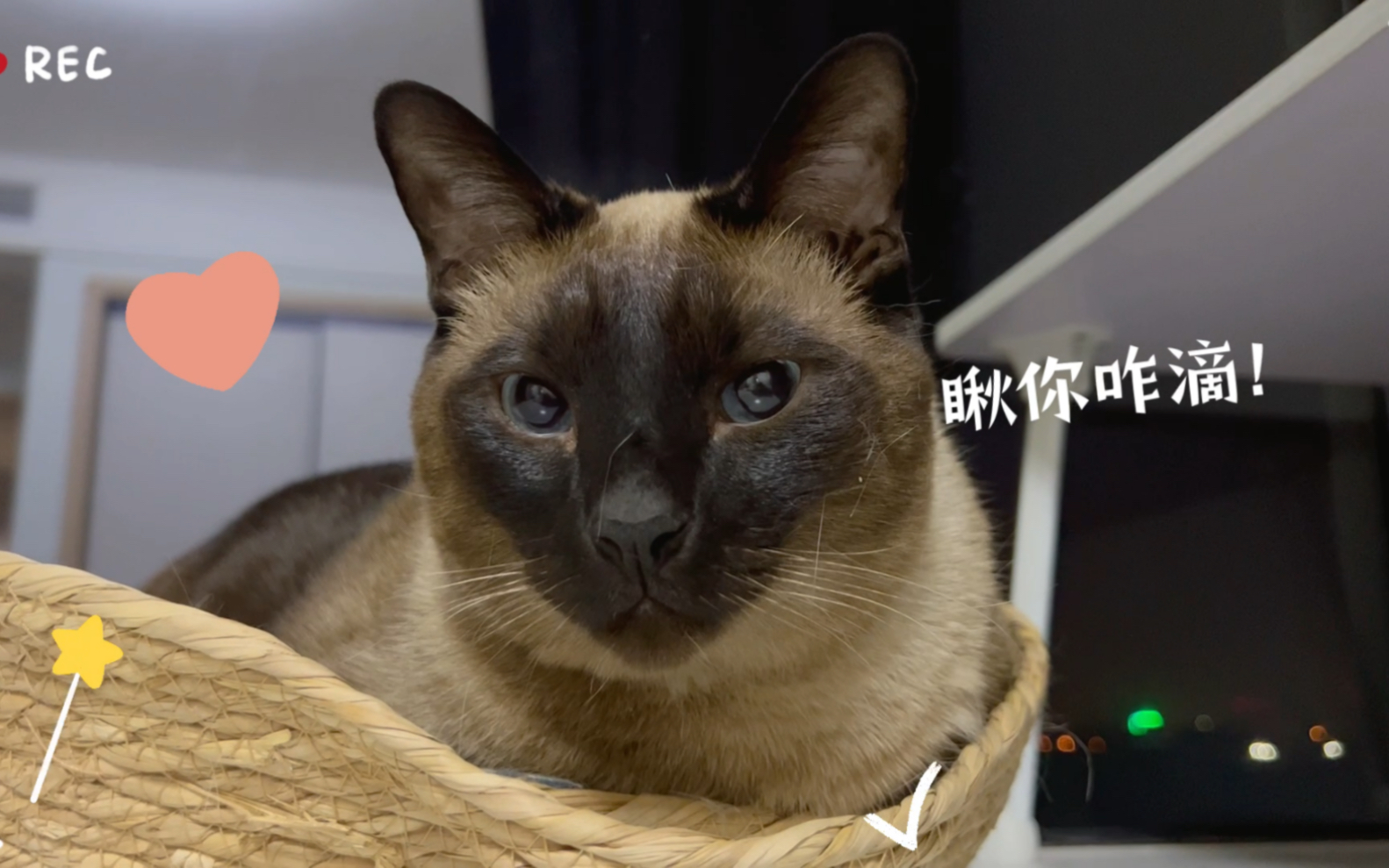 瞅来瞅去!你瞅啥?