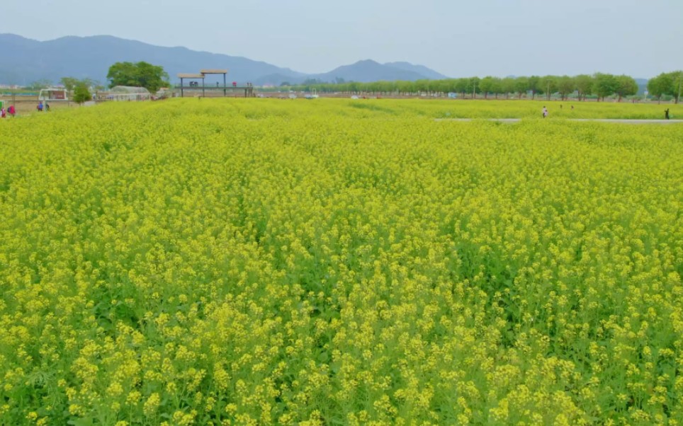 广州增城朱村油菜花图片