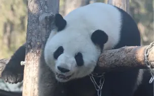 Скачать видео: 四个奶爸奶妈轮流喊萌兰回家，这条全程充满木梳喊胖贼的视频太可爱了