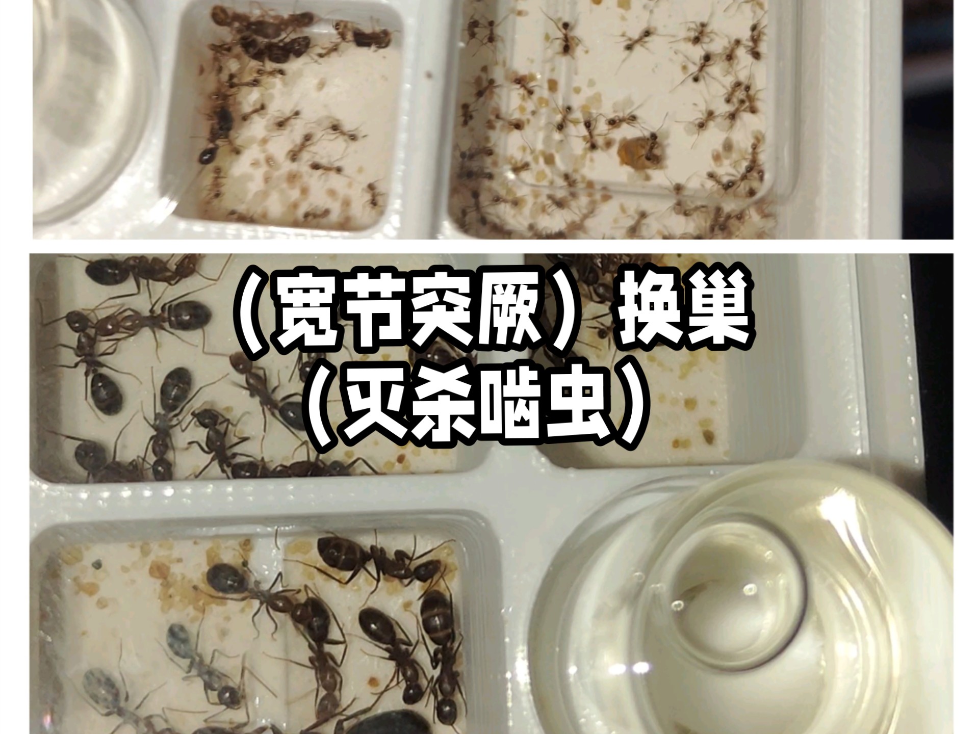 宽节突厥换巢,彻底消杀,爆发的啮虫!