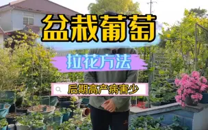 Download Video: 盆栽葡萄花穗分离期沾一点它，后期高产病害又少，另外也讲讲圆叶葡萄花期的管理