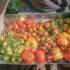 我们食材花园中的八种奇异番茄，你吃过几种？夏末的番茄盛宴 | 品种测评