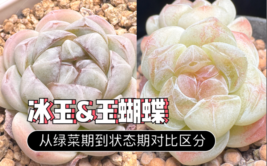 [图]冰玉/玉蝴蝶区别｜从绿菜期到状态期对比区分