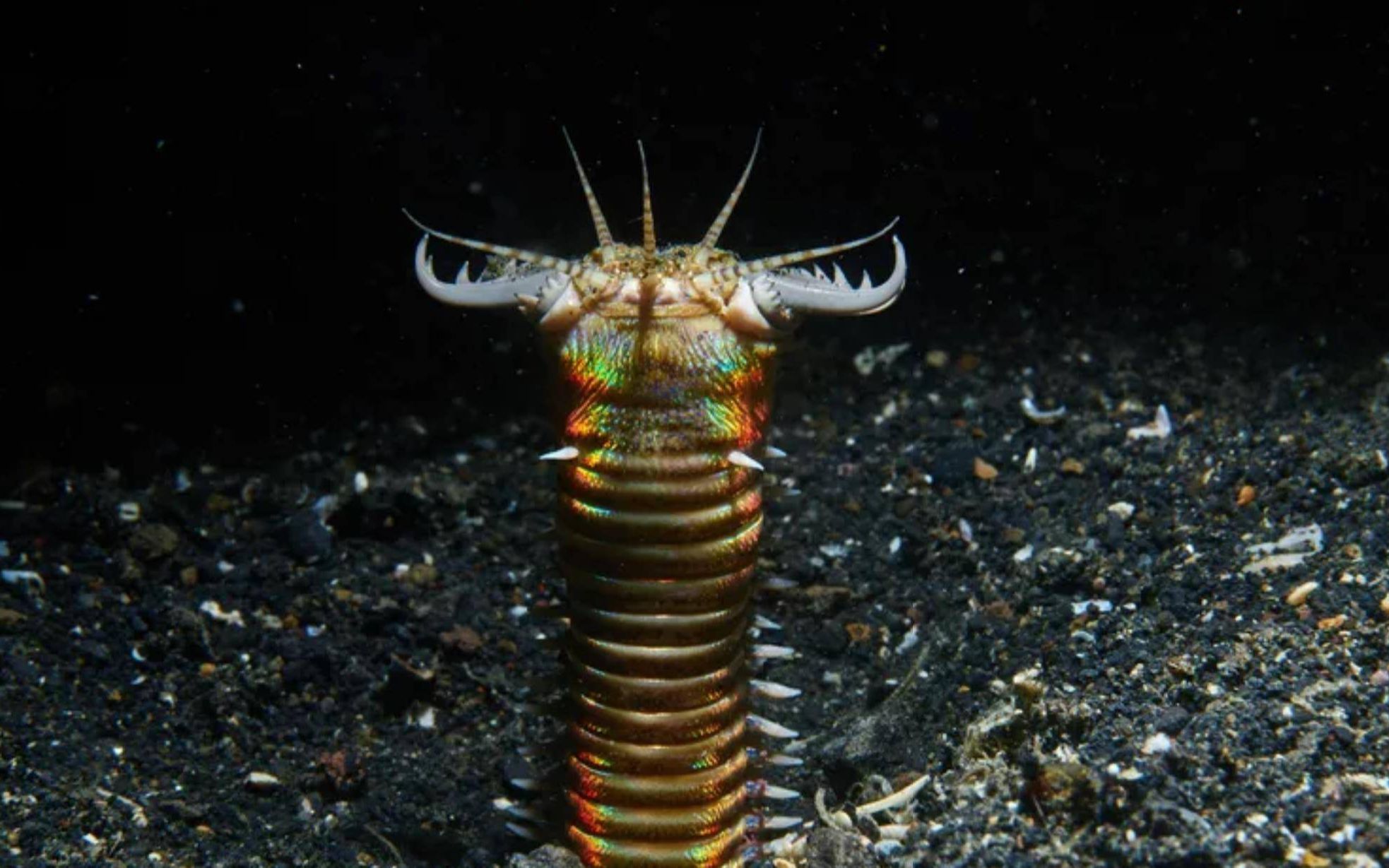 博比特虫是隐藏海底的地狱级猎手,任何生物路过,都会被劈成两段