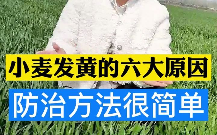 小麦发黄的六大原因,防治方法很简单,小麦复合肥怎么施肥好?哔哩哔哩bilibili