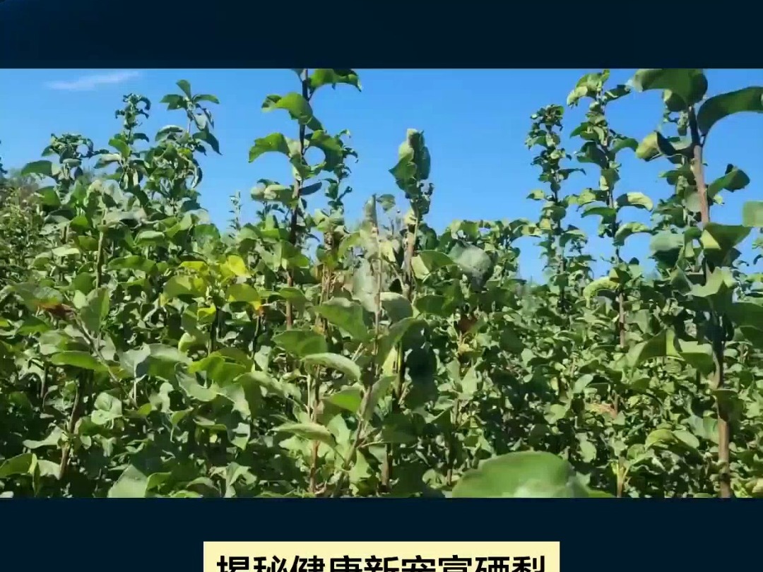 硒无忧硒肥,打造富硒梨种植新标准哔哩哔哩bilibili