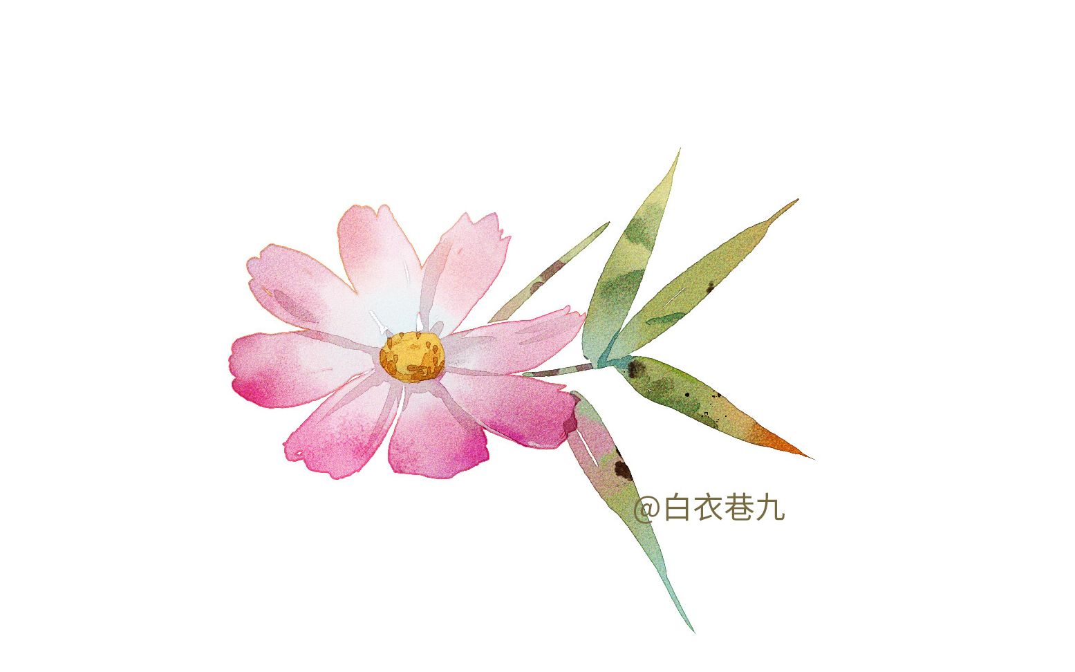 【白衣巷九】SAI水彩教程 原速花花教程哔哩哔哩bilibili