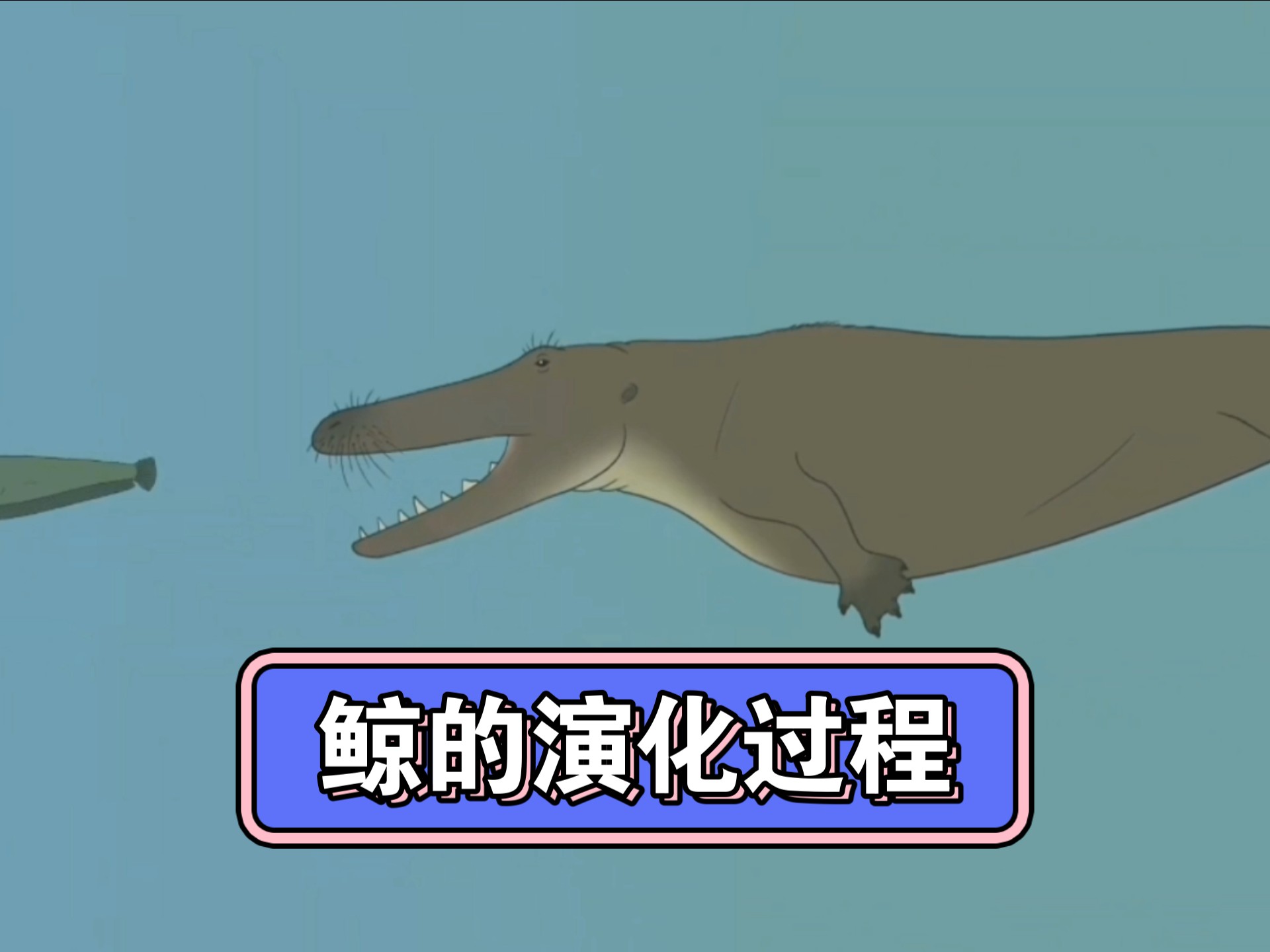 鲸鱼的演化过程 动画版