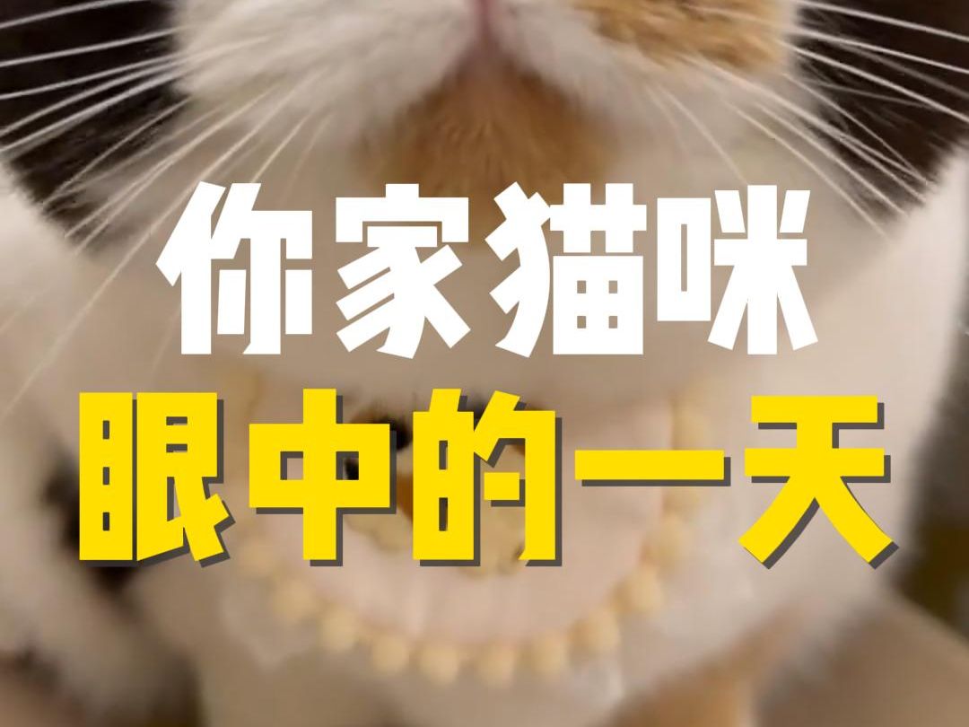 [图]深度还原小猫咪的一天！看看你家猫主子每天都在干嘛？