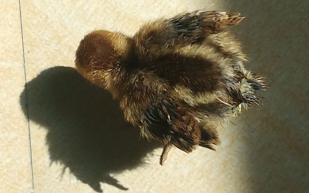 【灰胸竹鸡】出生两天的崽崽,不捏在手里就会一直叫_哔哩哔哩 (゜-゜)