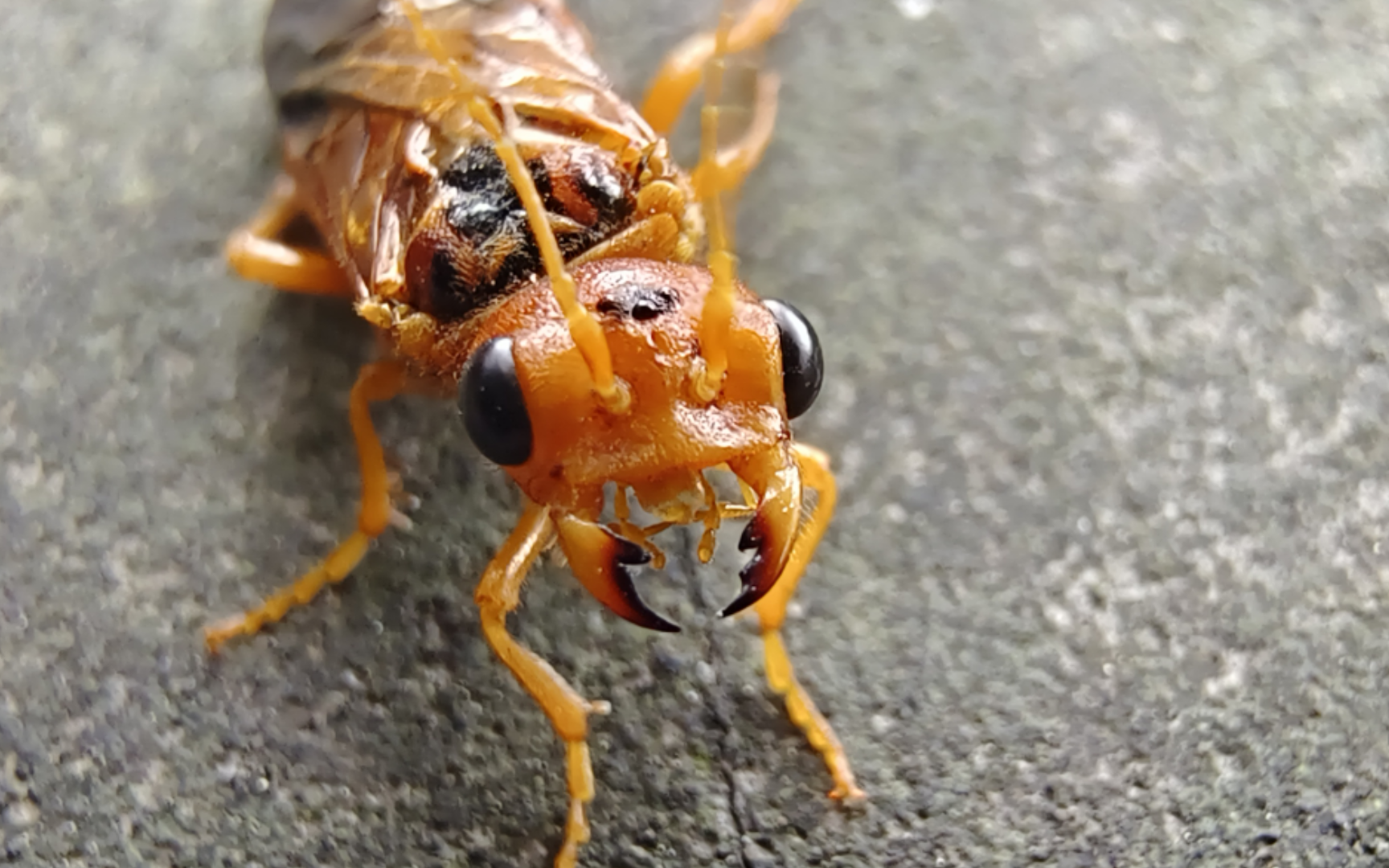 【随拍记录】这是一只没有针不会蜇人的"蜂"?