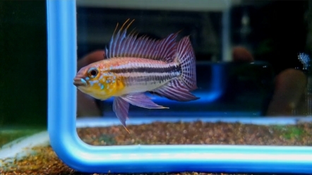 短鲷品种介绍一泰菲酋长短鲷