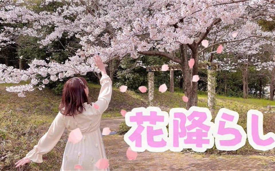 [图]【桜の下で】花降らし 落花【原创振付】