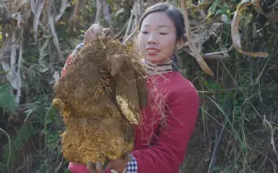 Tải video: 农村的脚板薯个头都特别大，随便拿一点来做两个家常菜，都很好吃