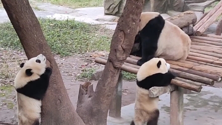 外国熊猫vs中国熊猫图片