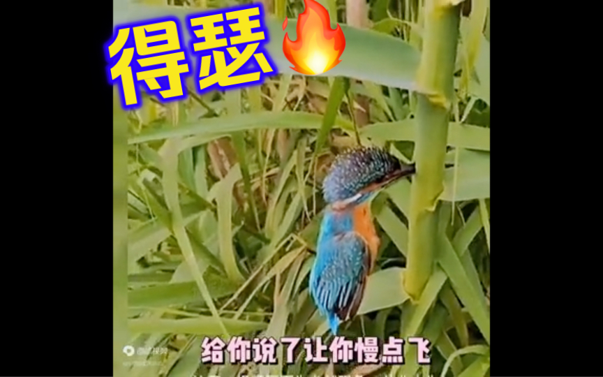 精准撞击 脑震荡 太逗了 笑不停哔哩哔哩bilibili