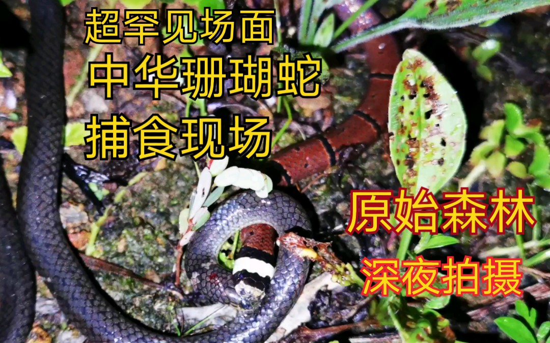 [图]超罕见场面 中华珊瑚蛇野外捕食记录，夜入原始森林山中拍摄