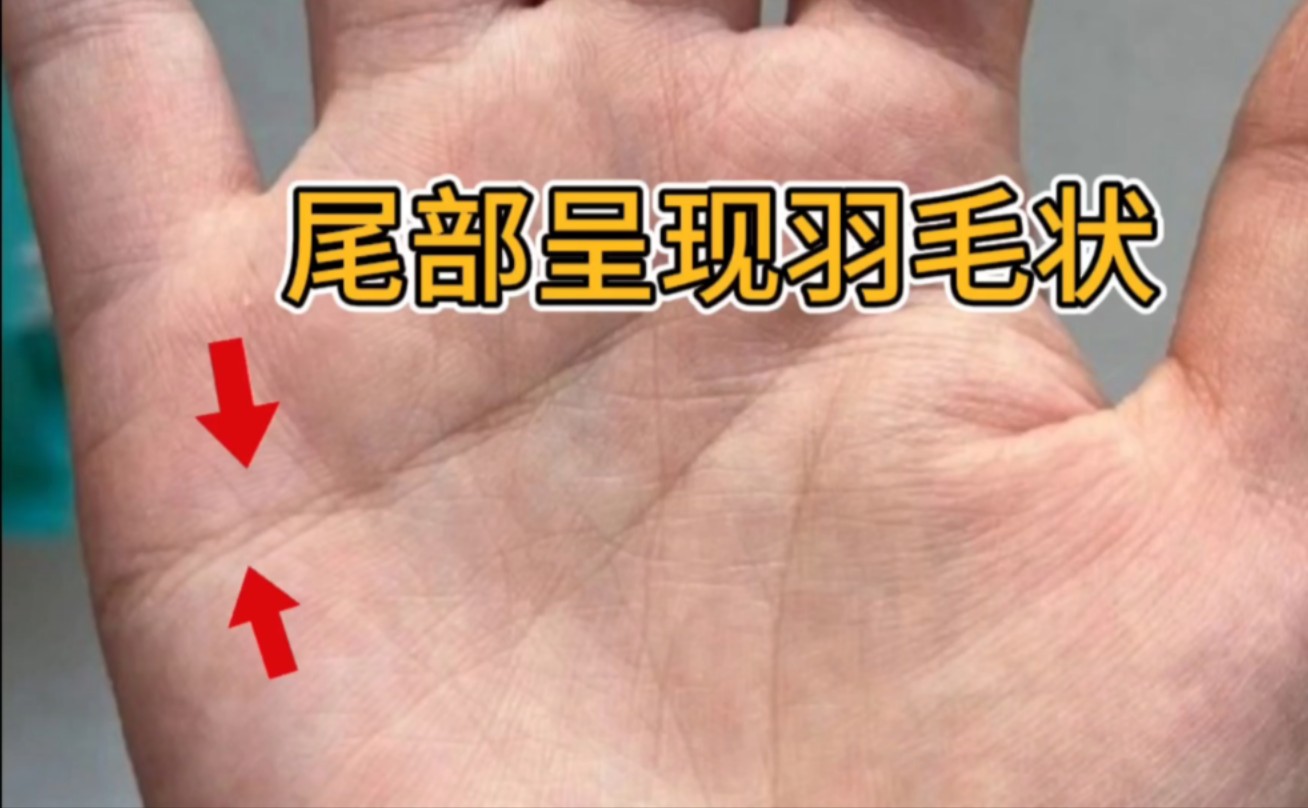 感情线尾巴呈现羽毛状