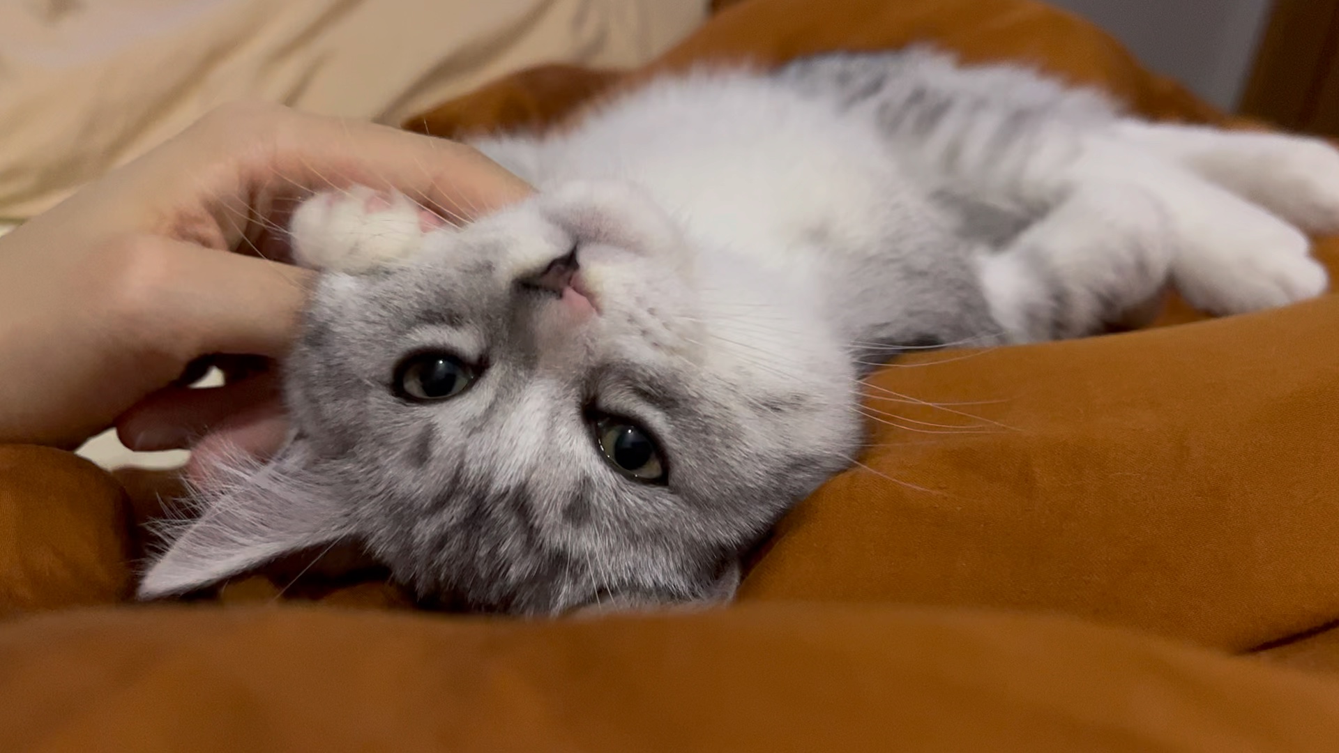 噗噗困困_哔哩哔哩_bilibili