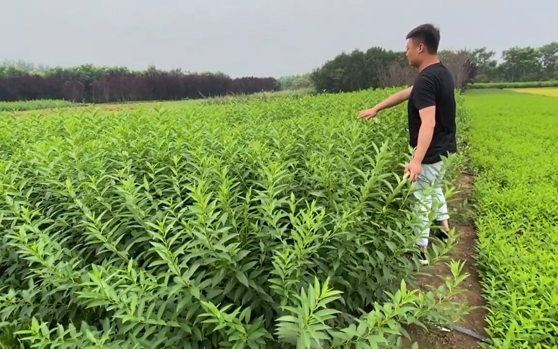 连翘 春季花海植物 耐寒早春开花落叶灌木 黄金条苗木 园林优质大丛灌木花量超大哔哩哔哩bilibili