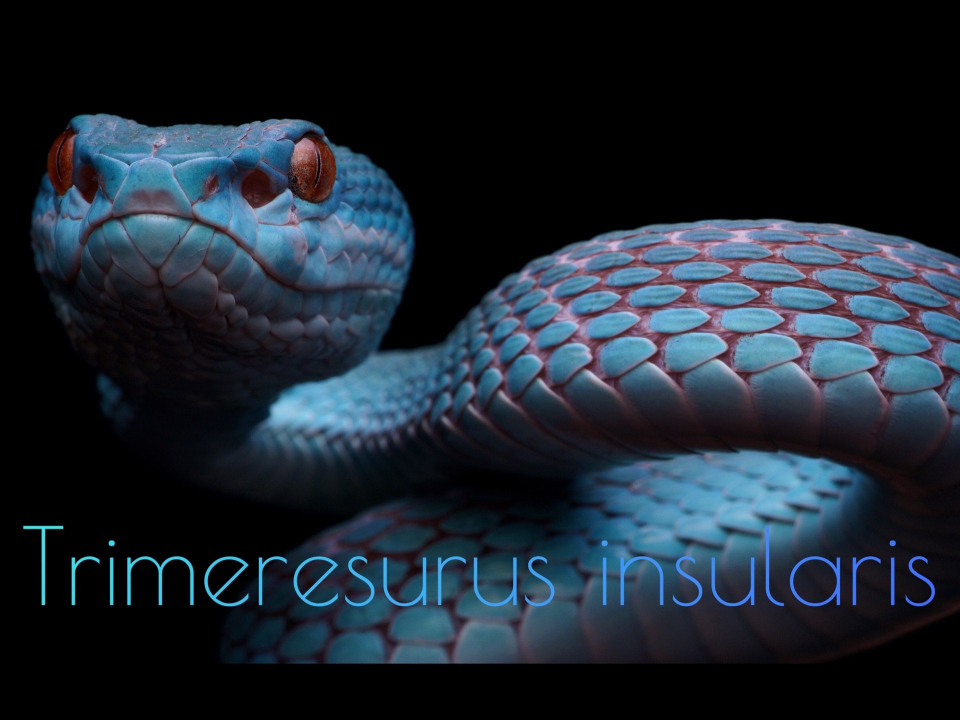 摄影|海岛竹叶青「Trimeresurus insularis」哔哩哔哩bilibili