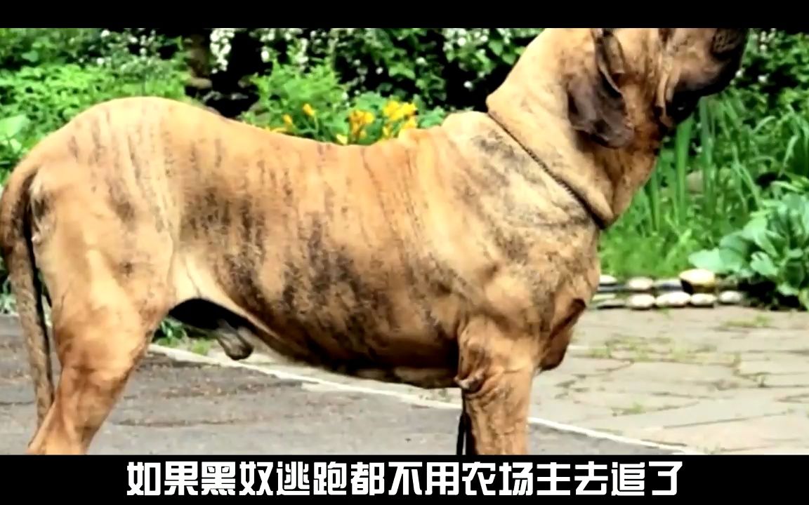 最凶猛的犬种十大排行,个个凶悍无比,藏獒算得上是世界犬王吗?哔哩哔哩bilibili