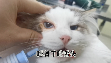 猫咪眼睑内翻哔哩哔哩bilibili