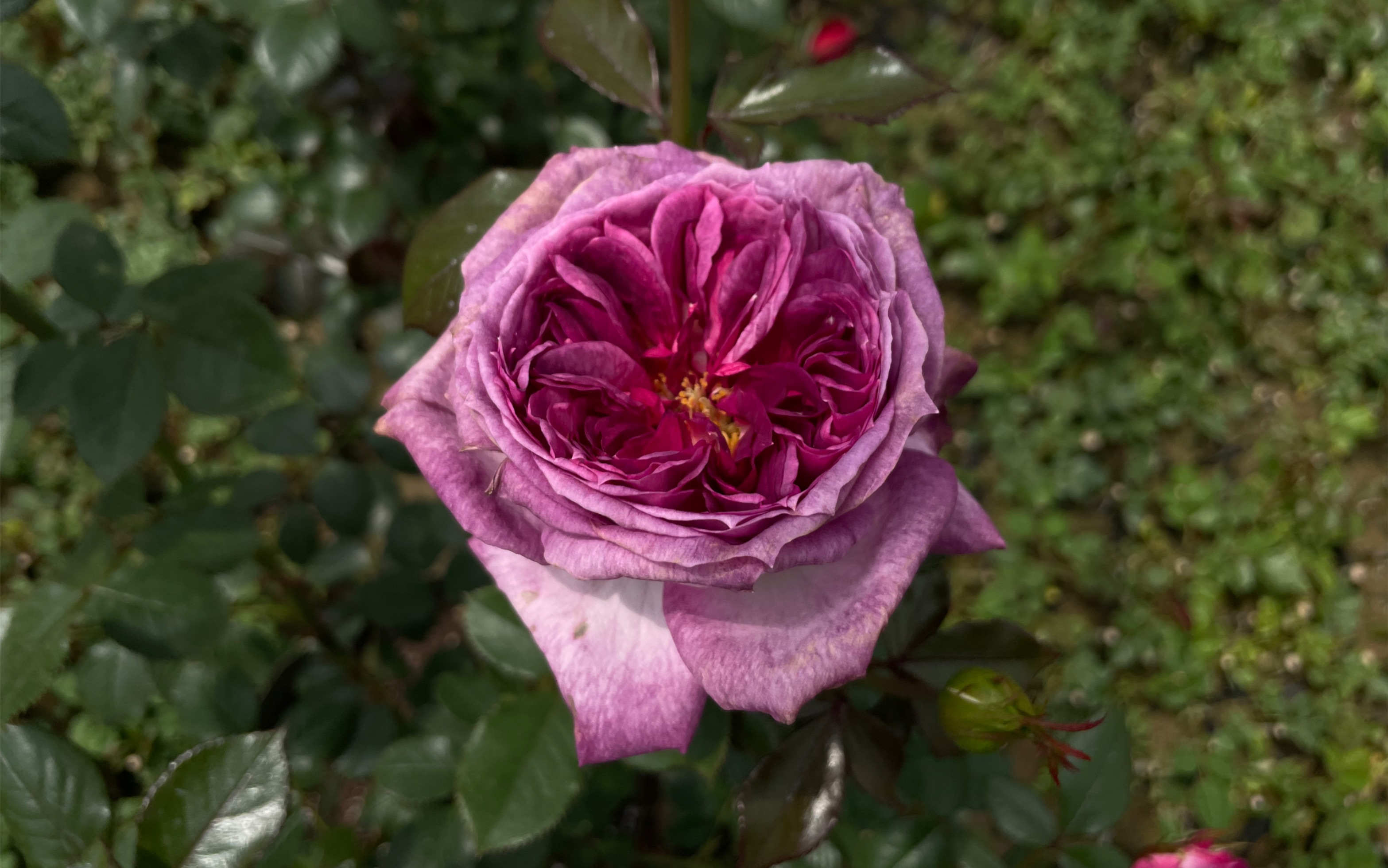 蓝莓蛋糕/蒂耶里·马克思(戴尔巴德月季)实拍视频