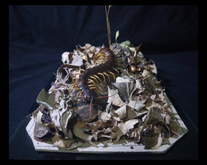 winkle的越南巨人蜈蚣生态标本