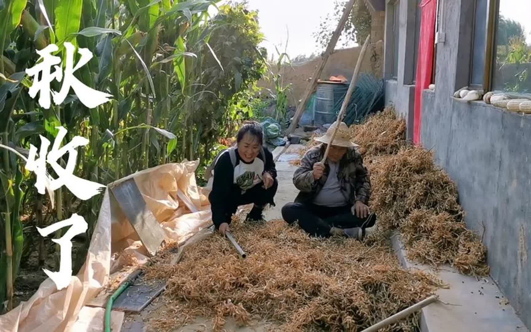 [图]又是个丰收年！山西农村大爷晒好的黑豆收了，不由想起童年那些事