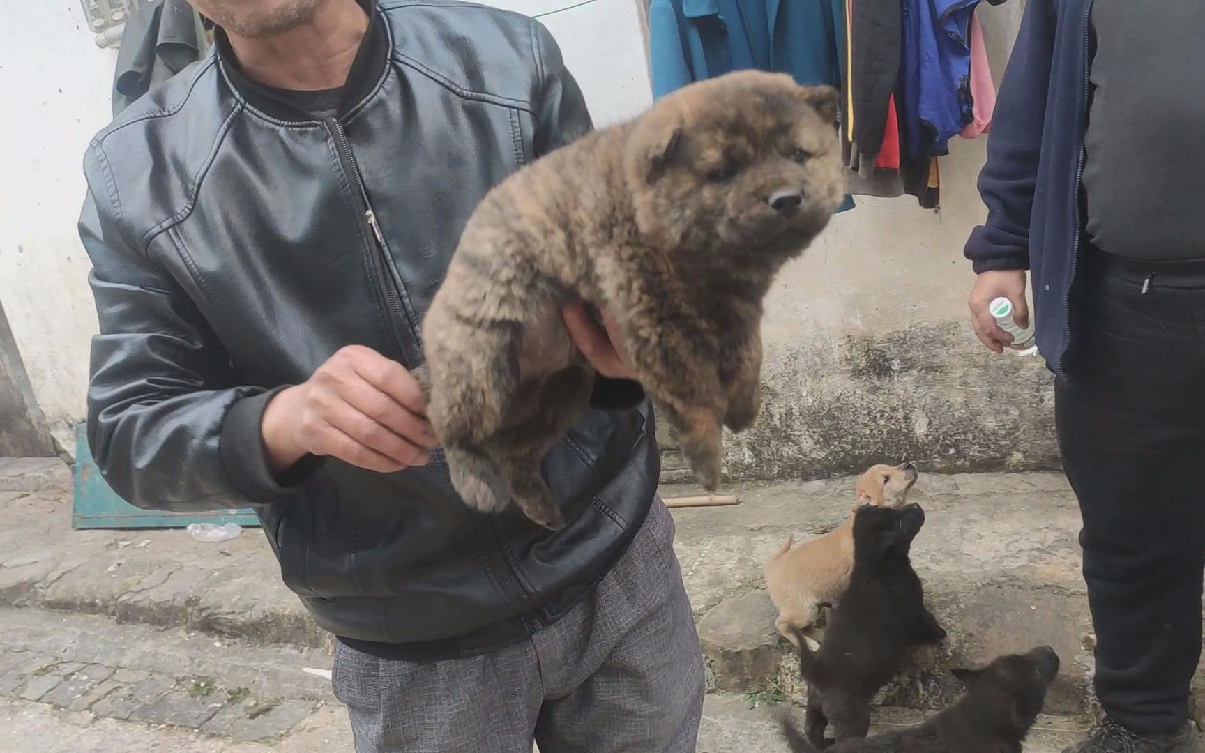 贝壳耳小奶狗:用眼神杀死你