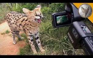 Скачать видео: 【狼叔野外探险】薮猫要吔肉肉！