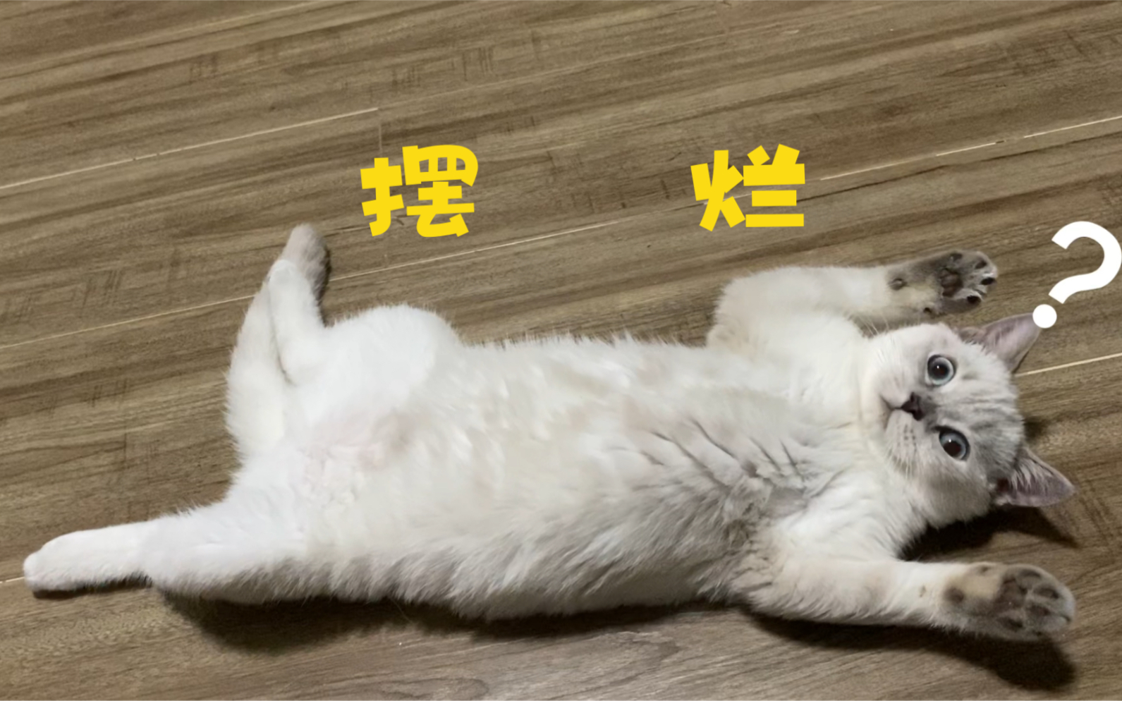 [图]猫咪摆烂的最高境界是。。？？