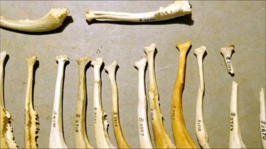 人类祖先的"丁丁"有骨头,现代人类怎么没有