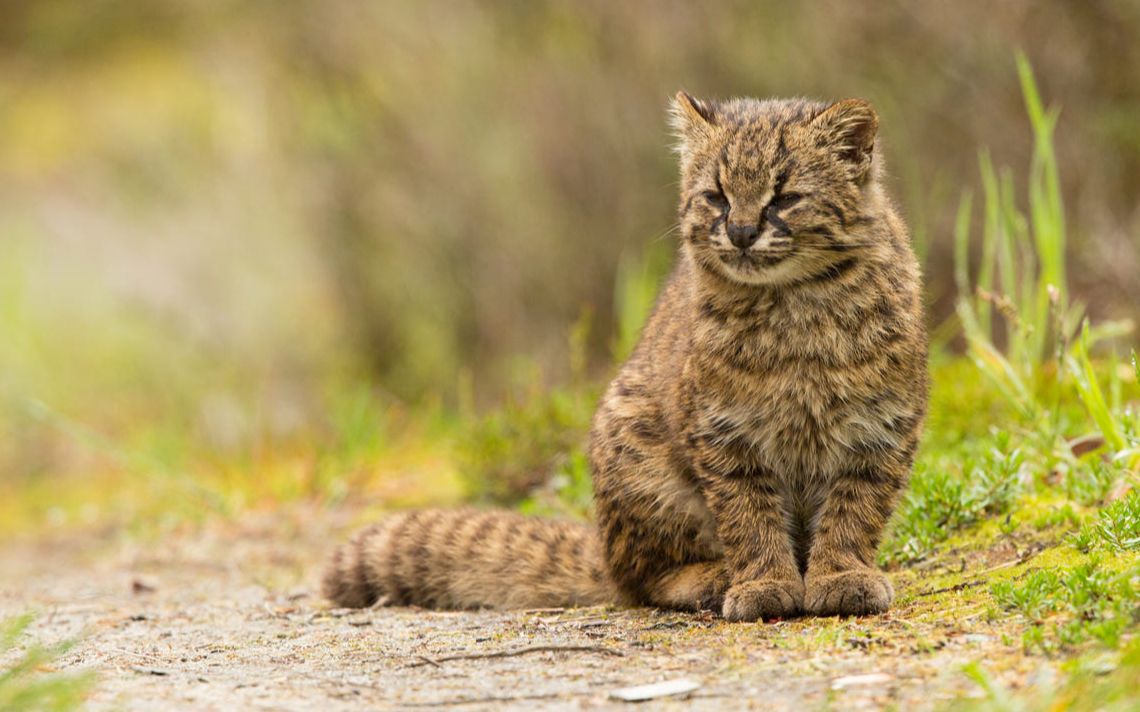 生肉美洲最小的猫科动物南美林猫