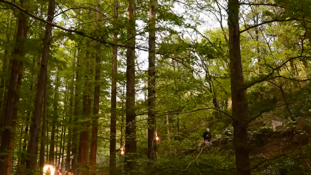 国家植物园云杉林 | 尼康z6