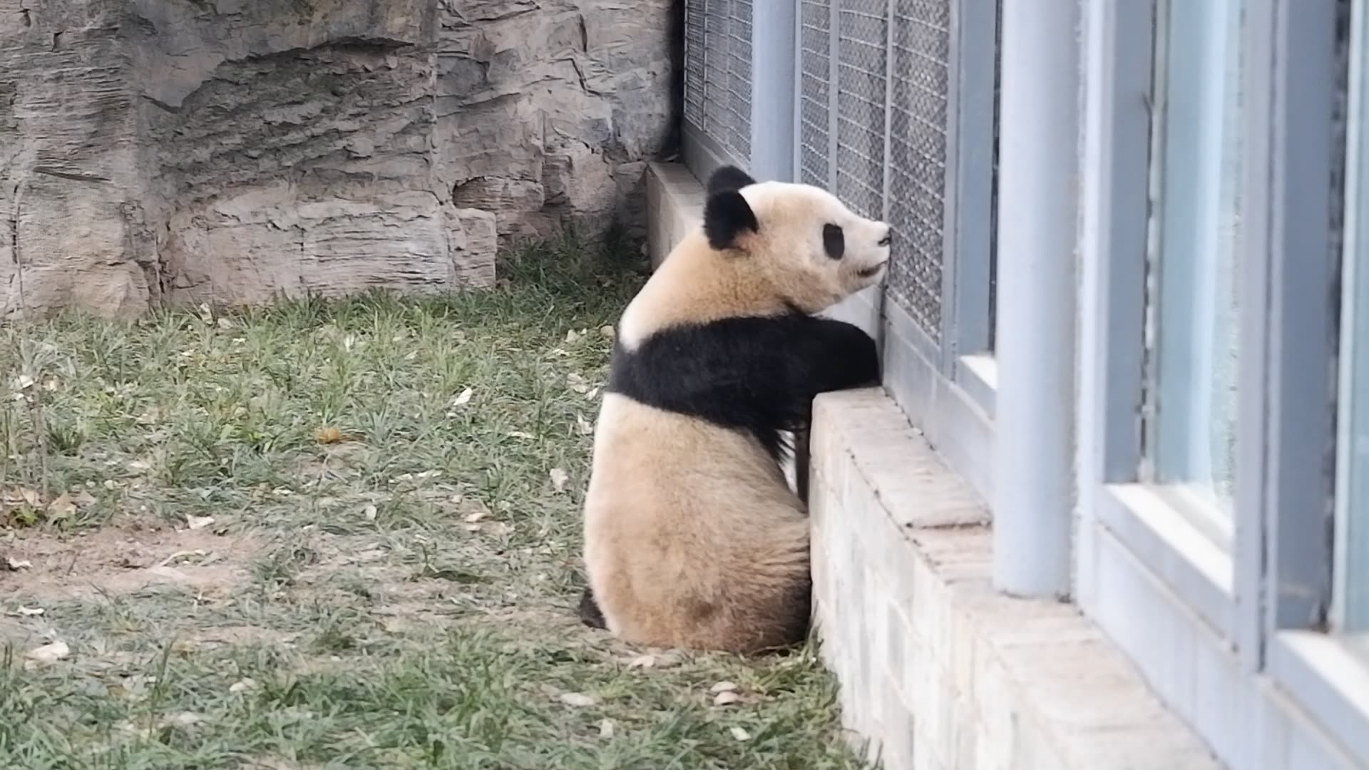【大熊猫点点】花点点睡前在看什么呢
