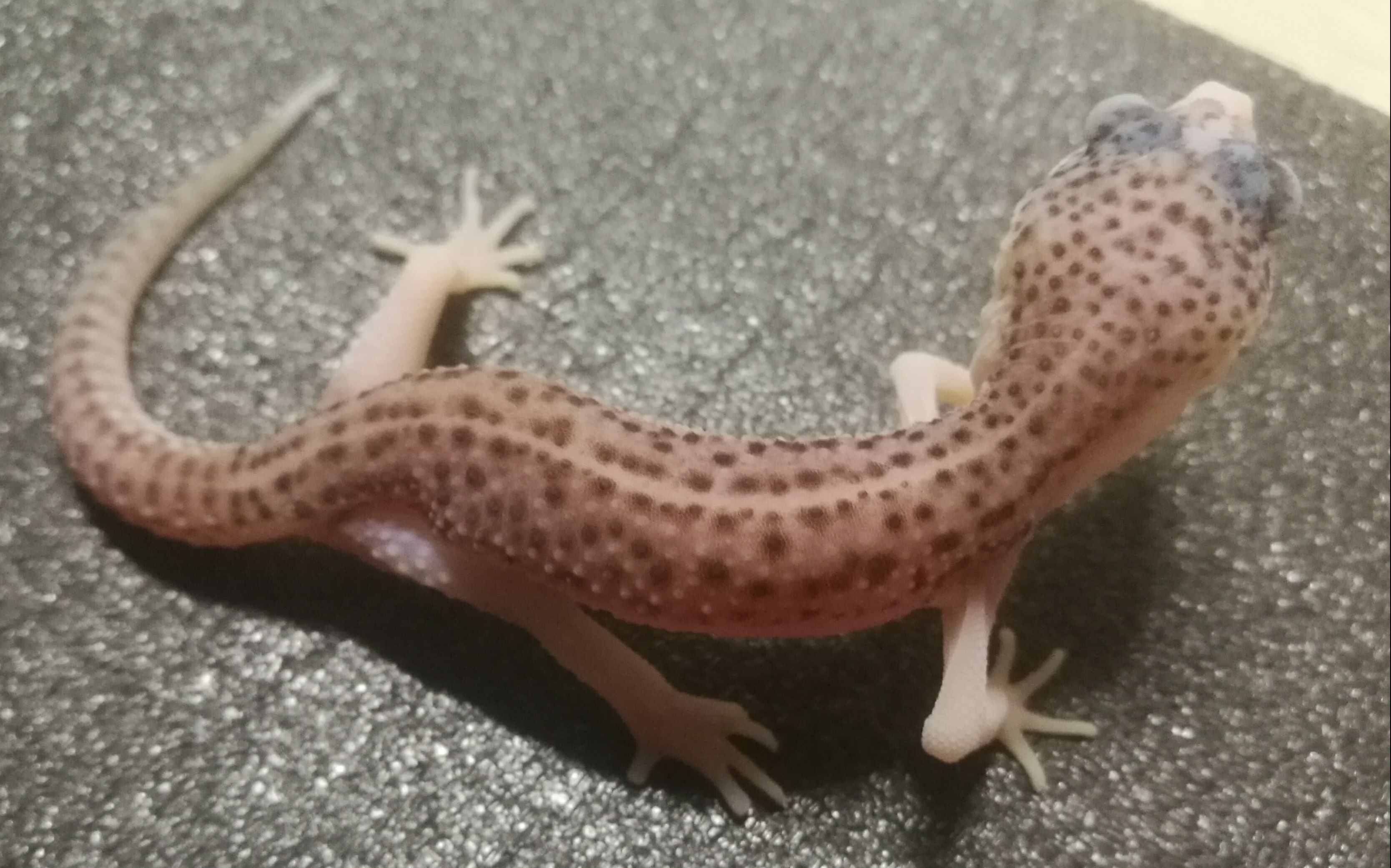 漫天心血 其名银河 银河守宫开箱