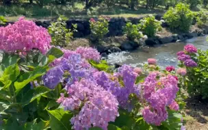 下载视频: 4K  水道边的绣球花