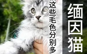 Tải video: 缅因猫这些毛色分别多少钱？