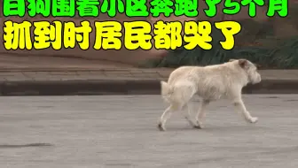 白狗围着小区奔跑了5个月，怪异行为引居民注意，抓住时居民流泪
