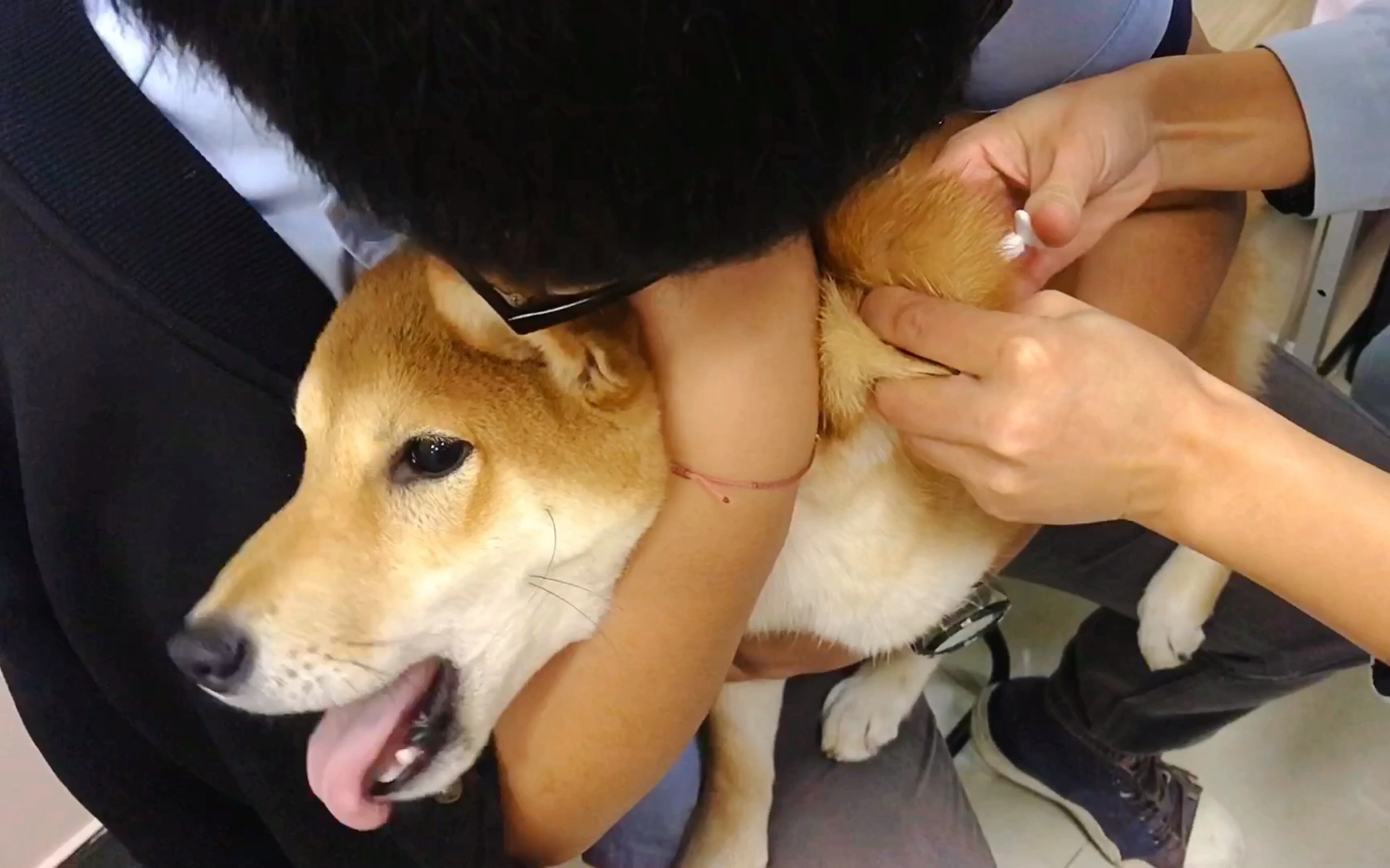 【柴犬咕噜的日常】打针第一次超乖,第二针吓出狼嚎 (1711ˇ09