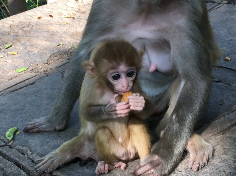 小猴子可爱吗