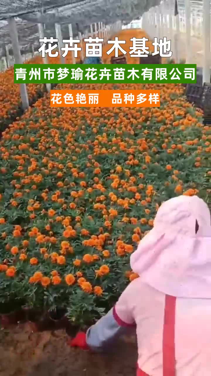 欧月月季价格 欧月月季批发 #欧月月季 #湖北欧月月季 #陕西欧月月季 #山西欧月月季哔哩哔哩bilibili