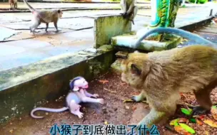 Video herunterladen: 暴力的猴王。