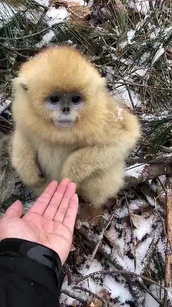 [图]金丝猴就像贵族，峨眉山的那群就是丐帮...